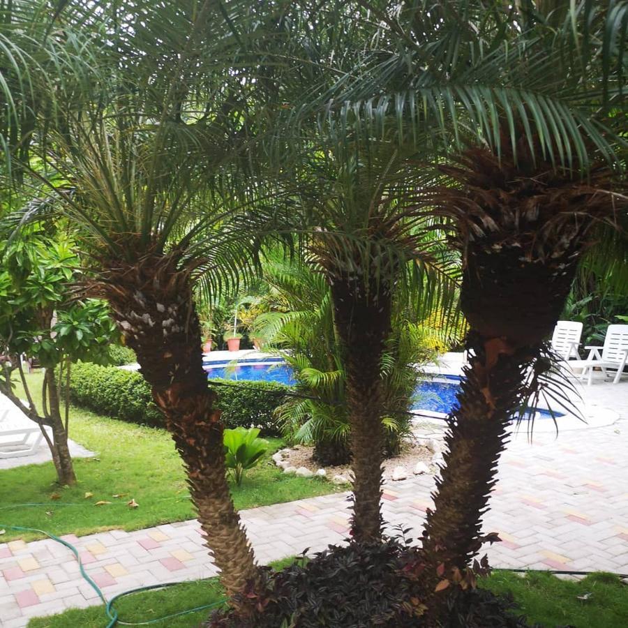 Hotel Belvedere Playa Samara Costa Rica Luaran gambar